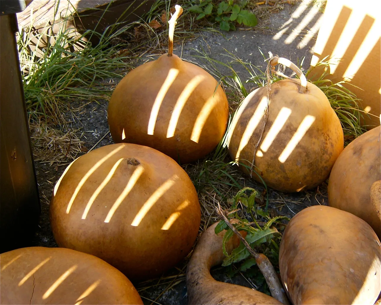 A group of pumpkins sitting on the ground, surrounded by the vibrant sounds of Ngoma music.