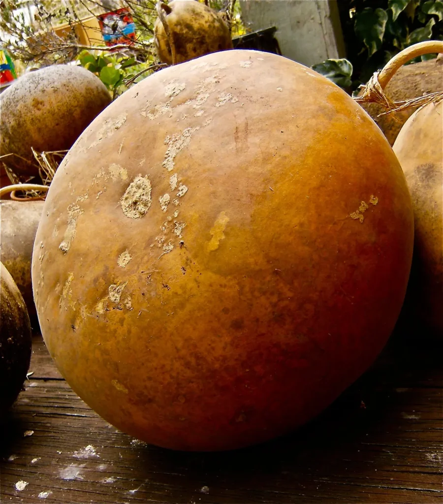 A large pumpkin, typically used as a musical instrument in Ngoma, sitting on a wooden table.