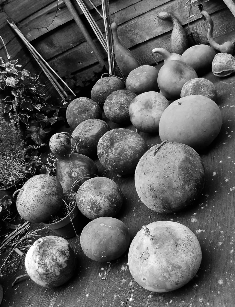 A black and white photo of a group of pumpkins on a wooden deck, reminiscent of Ngoma music.